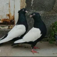 یک شان زیره ای تخت دم زیر کت رنگ|حیوانات|کرمانشاه, |دیوار