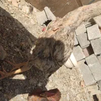 لاری|حیوانات مزرعه|کامیاران, |دیوار