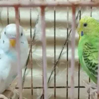 مرغ|پرنده|هندیجان, |دیوار