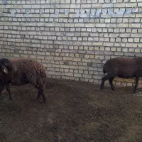 بره ماده پای قوچ|حیوانات مزرعه|خمین, |دیوار