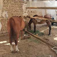 مادیان۶ساله و کره مادیان۲۰ماهه|اسب و تجهیزات اسب‌سواری|فلاورجان, |دیوار