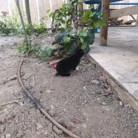 خرگوش