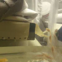 لجن خوار البینو|ماهی|یزد, |دیوار