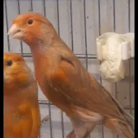 قناری رسمی.سوپر.پرستار|پرنده|تهران, امین حضور|دیوار