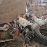 گلین|حیوانات مزرعه|قهدریجان, |دیوار