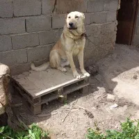 سک سرابی