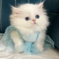 عروسک پشمالو