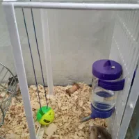 دو عدد همستر