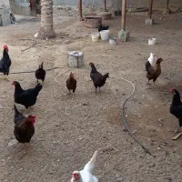 فروش مرغ و خروس محلی، ابپخش|حیوانات مزرعه|آبپخش, |دیوار