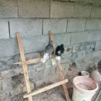 کبوتر دم سفید وهندی
