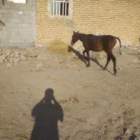 اسب نریان دو ساله|اسب و تجهیزات اسب‌سواری|جره و بالاده, |دیوار