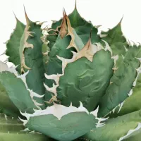 کاکتوسهای زیبا و مقاوم