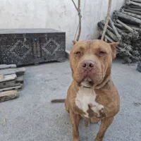 سگ پیت بول|سگ|مشهد, خین عرب|دیوار