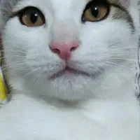 واگذاری گربه نر