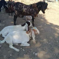 ساورین با دوتا بز داشتی درجه یک فروش