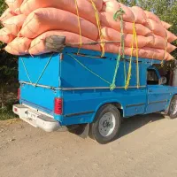 کاه درجه ۱  دیم سرخس