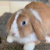 خرگوش لوپ چشم ابی اصیل / بالغ