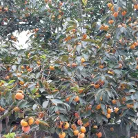 فروش کلی خرمالو روی درخت