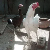 مرغ و خروس لاری