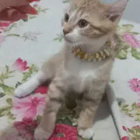 واگذاری گربه ماده شناسنامه دار