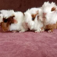 خوکچه خرگوش قفس خوکچه هندی فشن|موش و خرگوش|تهران, تهرانپارس غربی|دیوار