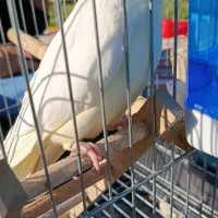 عروس هلندی گمشده