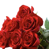 گل رز هلندی