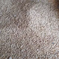 چو زرد خارجی تمیز|حیوانات مزرعه|سرایان, |دیوار