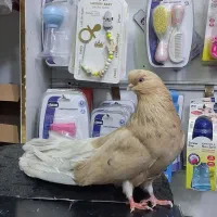 ماده سرور نوک قنار