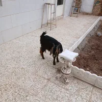 بزغاله|حیوانات مزرعه|قزوین, |دیوار