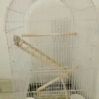 قفس طوطی