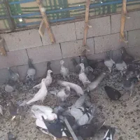 کبوتر سروستان|پرنده|شیراز, ارم|دیوار