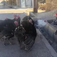 بوقلمون|حیوانات مزرعه|دیشموک, |دیوار