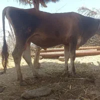 گاو