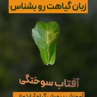 خدمات باغیانی با بهترین کیفیت|خدمات باغبانی و درختکاری|فردیس, فردیس|دیوار