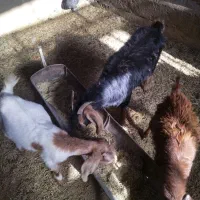 کره ماده چاق|حیوانات مزرعه|یزد, |دیوار