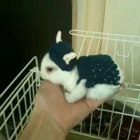 خرگوش مینیاتوری آپارتمانی