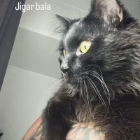 واگذاری گربه