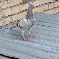 کفتر کبوتر جوجه پلاکی