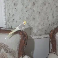 گم شدن عروس هلندی