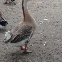 فروش اردک و غاز