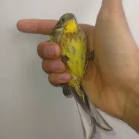 سهره زرد پر لیمویی