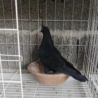 تاپ سیاه/ کله سیاه جوجه ۱ بنده