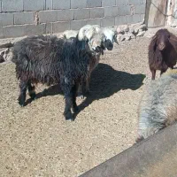 بره قوچی .قوچ.بز.کهره|حیوانات مزرعه|حسن آباد, |دیوار