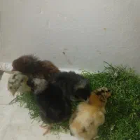 جوجه رسمی ۳روز قیمت پاین|حیوانات مزرعه|یزد, |دیوار