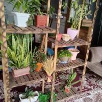 استندگل بزرگ و زیبا ، چوب ترمو ضدموریانه و سوسک.|گل و گیاه طبیعی|نجفآباد, صالح آباد|دیوار