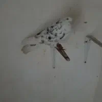 کبوتر|پرنده|رباطکریم, رباطکریم|دیوار