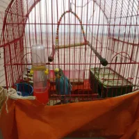 مرغ عشق|پرنده|شاهین‌شهر, مسکن مهر|دیوار