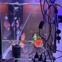 اکواریوم +۱۲دیسکس|ماهی|کرمان, |دیوار