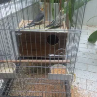 یک جفت عروس هلندی با لوازم